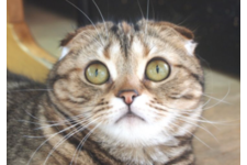 釣理香子ブリーダー